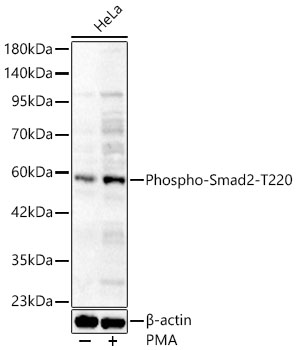 Phospho-Smad2-T220 Rabbit pAb