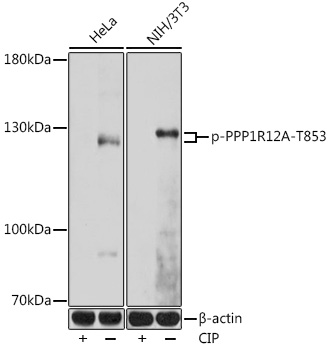 Phospho-PPP1R12A-T853 Rabbit pAb