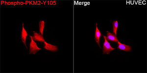 Western blot - Phospho-PKM2-Y105 Rabbit pAb (AP0924)