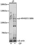 Western blot - Phospho-ARHGEF2-S886 Rabbit pAb (AP0926)
