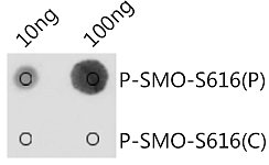 Dot Blot - Phospho-SMO-S616 Rabbit pAb (AP0938)