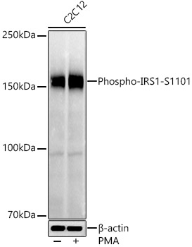 Phospho-IRS1-S1101 Rabbit pAb