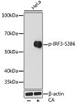Western blot - Phospho-IRF3-S386 Rabbit mAb (AP0995)