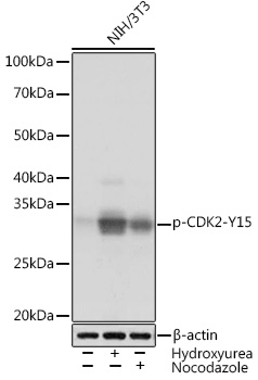 Phospho-CDK2-Y15 Rabbit mAb