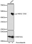 Western blot - Phospho-MEK1-T292 Rabbit mAb (AP1021)