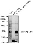 Western blot - Phospho-PDHA1-S293 Rabbit mAb (AP1022)