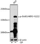 Western blot - Phospho-ErbB3/HER3-Y1222 Rabbit mAb (AP1052)