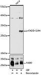 Western blot - Phospho-FADD-S194 Rabbit pAb (AP1054)