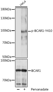Phospho-BCAR1-Y410 Rabbit pAb