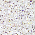 Western blot - Phospho-c-Abl-Y412 Rabbit pAb (AP1060)
