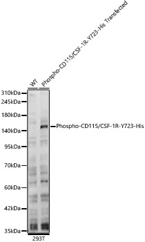 Phospho-CD115/CSF-1R-Y723 Rabbit pAb