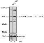 Western blot - Phospho-p70 S6 Kinase 1-T421/S424 Rabbit pAb (AP1106)
