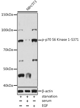 Phospho-p70 S6 Kinase 1-S371 Rabbit pAb