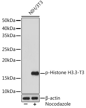 Phospho-Histone H3.3-T3 Rabbit mAb