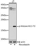Western blot - Phospho-Histone H3.3-T3 Rabbit mAb (AP1152)