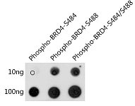 Dot Blot - Phospho-BRD4-S484/S488 Rabbit pAb (AP1177)