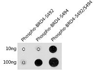 Dot Blot - Phospho-BRD4-S492/S494 Rabbit pAb (AP1178)