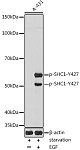Western blot - Phospho-SHC1-Y427 Rabbit pAb (AP1184)