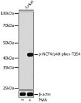 Western blot - Phospho-NCF4/p40-phox-T154 Rabbit pAb (AP1193)