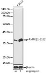 Western blot - Phospho-AMPKβ1-S182 Rabbit pAb (AP1195)