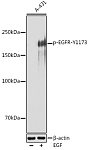 Western blot - Phospho-EGFR-Y1173 Rabbit pAb (AP1213)