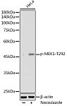 Western blot - Phospho-MEK1-T292 Rabbit pAb (AP1221)