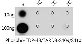 Dot Blot - Phospho-TDP-43/TARDB-S409/S410 Rabbit pAb (AP1241)