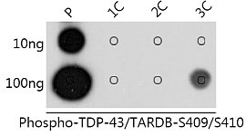 Dot Blot - Phospho-TDP-43/TARDBP-S409/S410 Rabbit pAb (AP1241)