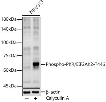 Phospho-PKR/EIF2AK2-T446 Rabbit pAb