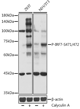 Phospho-IRF7-S471/472 Rabbit pAb