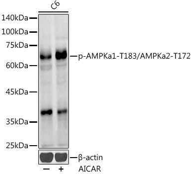 Phospho-AMPKa1-T183/AMPKa2-T172 Rabbit pAb