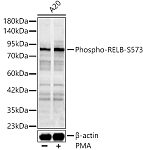 Western blot - Phospho-RELB-S573 Rabbit pAb (AP1297)