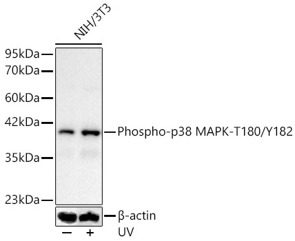 Phospho-p38 MAPK-T180/Y182 Rabbit pAb