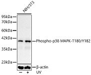 Western blot - Phospho-p38 MAPK-T180/Y182 Rabbit pAb (AP1310)