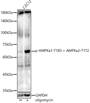 Phospho-AMPKa1-T183 + AMPKa2-T172 Rabbit mAb