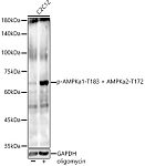 Western blot - Phospho-AMPKa1-T183 + AMPKa2-T172 Rabbit mAb (AP1345)