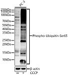 Western blot - Phospho-Ubiquitin-Ser65 Rabbit pAb (AP1368)