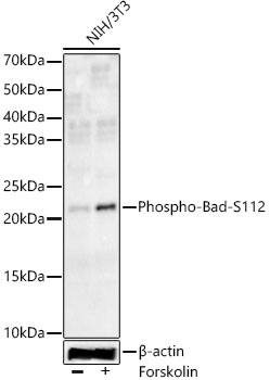 Phospho-Bad-S112 Rabbit mAb