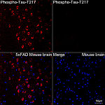 Western blot - Phospho-Tau-T217 Rabbit mAb (AP1373)