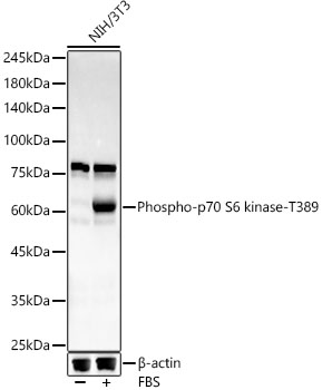 Phospho-p70 S6 kinase-T389 Rabbit mAb