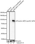 Western blot - Phospho-AKT2 specific-S474 Rabbit pAb (AP1403)