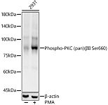 Western blot - Phospho-PKC (pan) (βII Ser660) Rabbit mAb (AP1414)