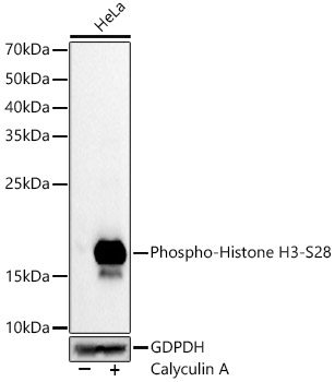 Phospho-Histone H3-S28 Rabbit mAb