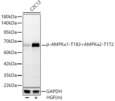 Phospho-AMPKα1-T183+AMPKα2-T172 Rabbit mAb