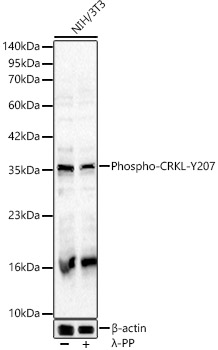 Phospho-CRKL-Y207 Rabbit pAb