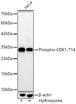 Phospho-CDK1-T14 Rabbit mAb
