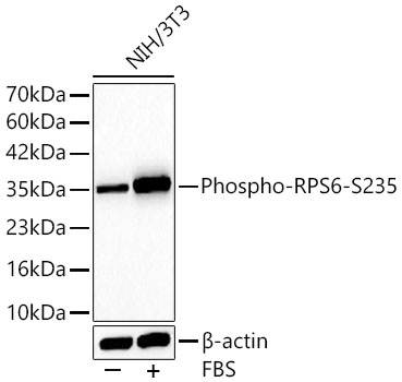 Phospho-RPS6-S235 Rabbit mAb