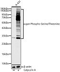 Western blot - pan Phospho-Serine/Threonine Rabbit mAb (AP1475)
