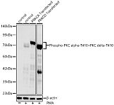 Western blot - Phospho-PKC alpha-T410+PKC delta-T410 Rabbit mAb (AP1506)