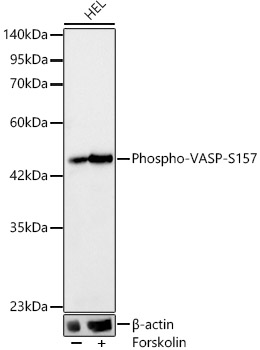 Phospho-VASP-S157 Rabbit mAb